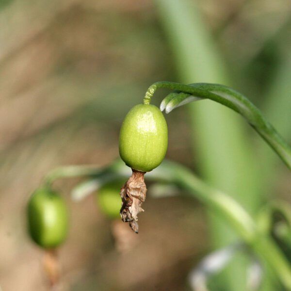 snowdrop seeds when to plant