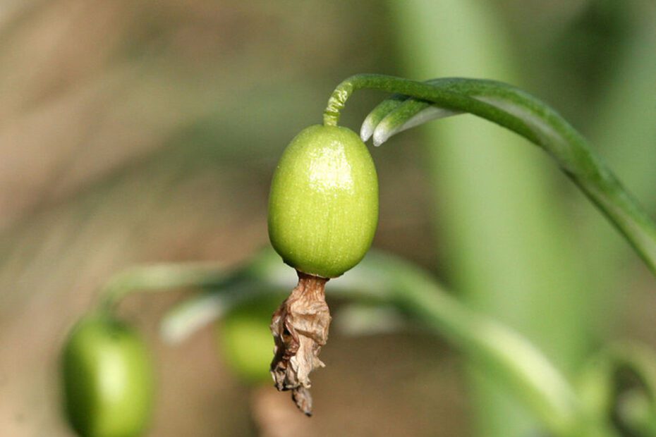 snowdrop seeds when to plant