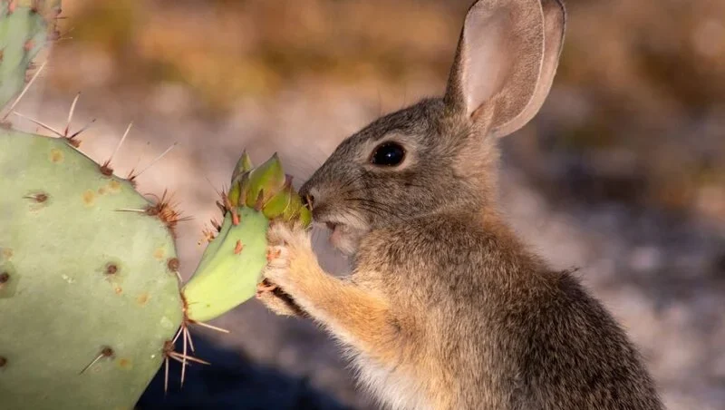 What Animal Eats Flowers