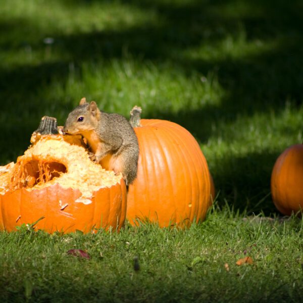 what animals eat pumpkin plants