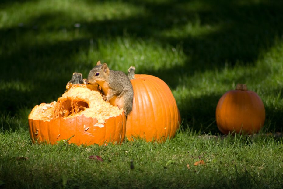 what animals eat pumpkin plants