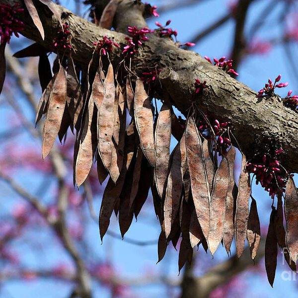 what are the pods on a redbud tree