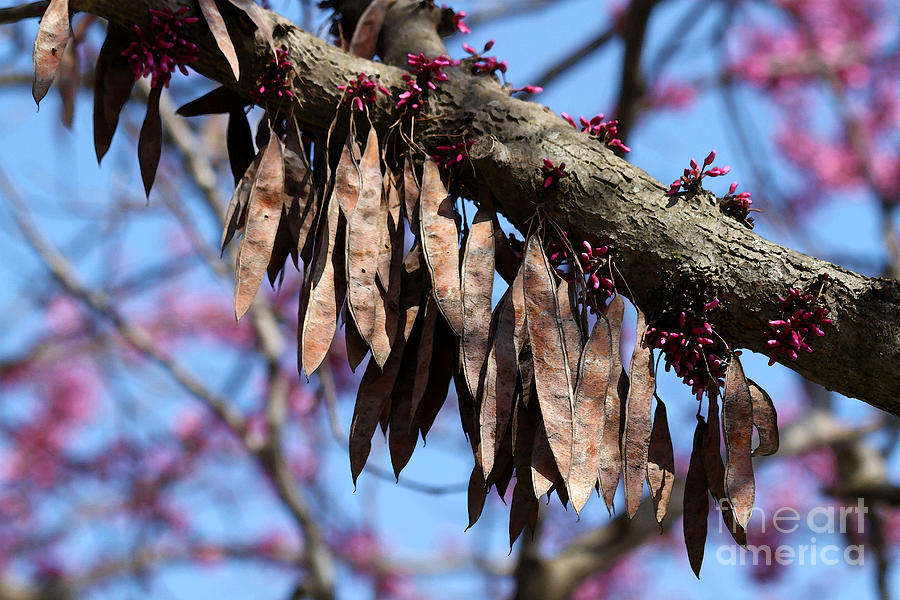 what are the pods on a redbud tree