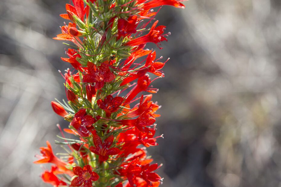 What Are the Red Wildflowers in Texas