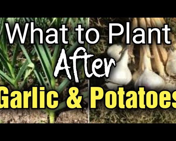 what can i plant after garlic