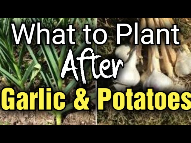 what can i plant after garlic