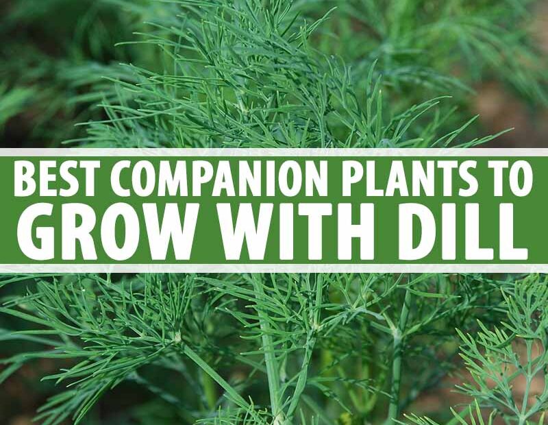 what can i plant dill with