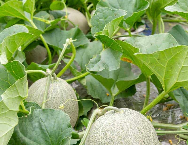 what can i plant with cantaloupe