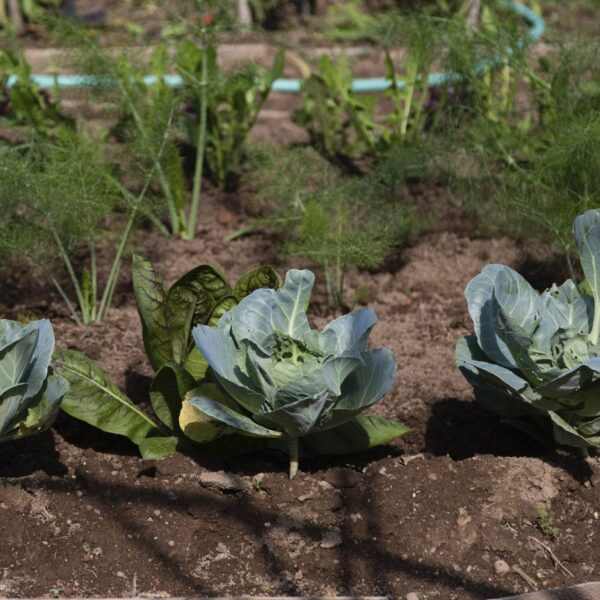 what can i plant with cauliflower