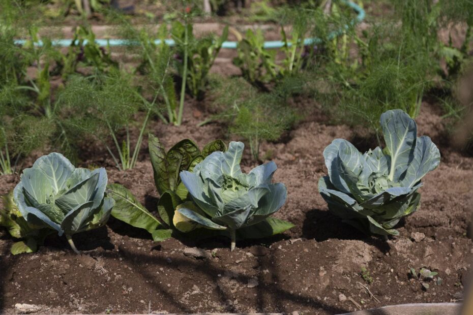 what can i plant with cauliflower