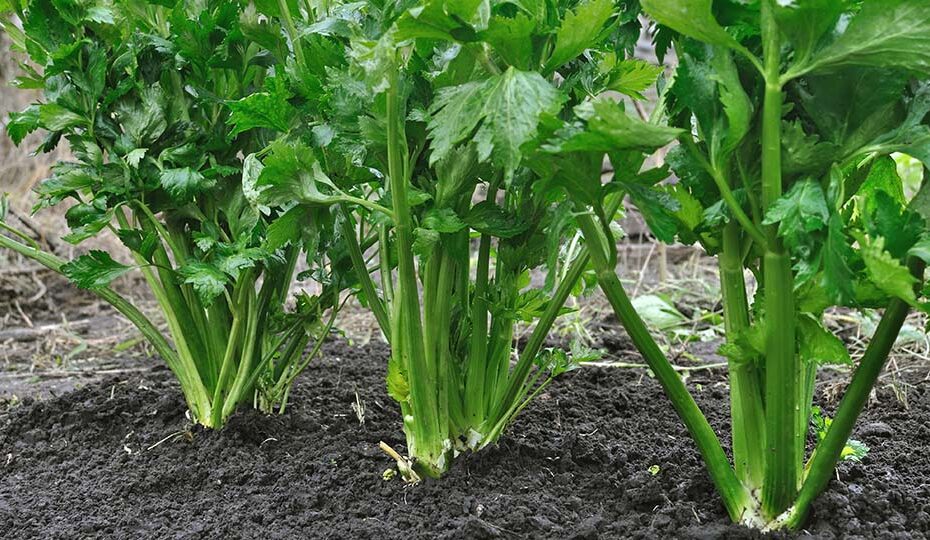 What Can I Plant with Celery