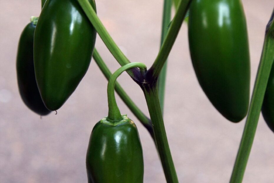 What Can I Plant with Jalapenos