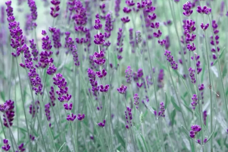 What Can I Plant with Lavender