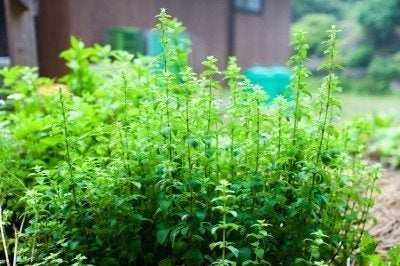 What Can I Plant with Oregano