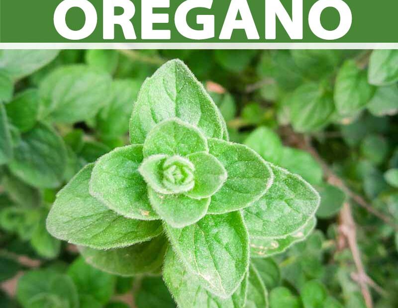 What Can Oregano Be Planted with