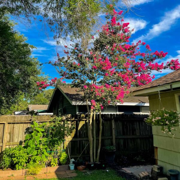 what can you plant in july in texas