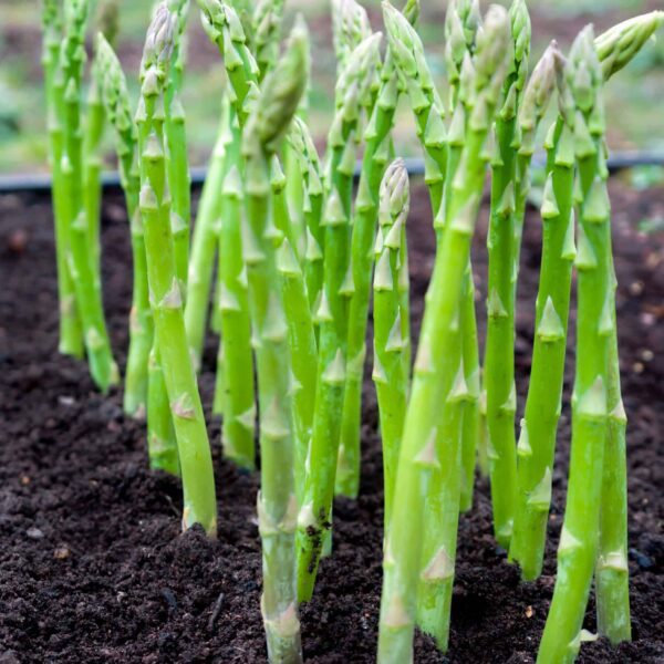 what can you plant next to asparagus