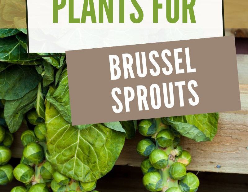 what can you plant with brussel sprouts