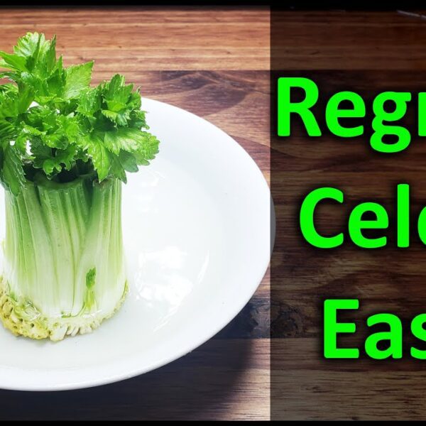 what can you plant with celery