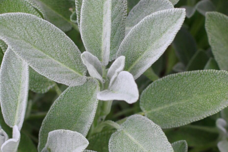 What Can You Plant with Sage