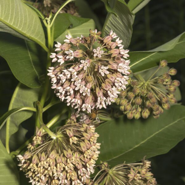 what does milkweed smell like
