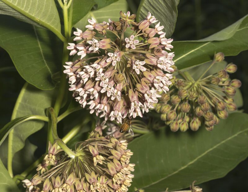 what does milkweed smell like