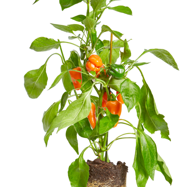 what does paprika water do for plants