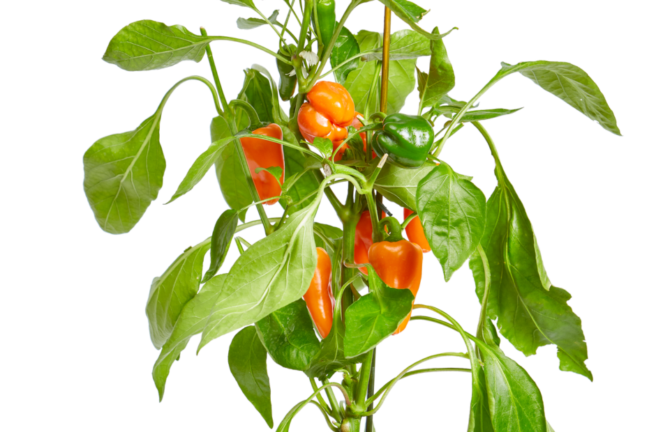 what does paprika water do for plants