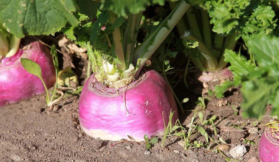 What Fertilizer to Use on Turnips