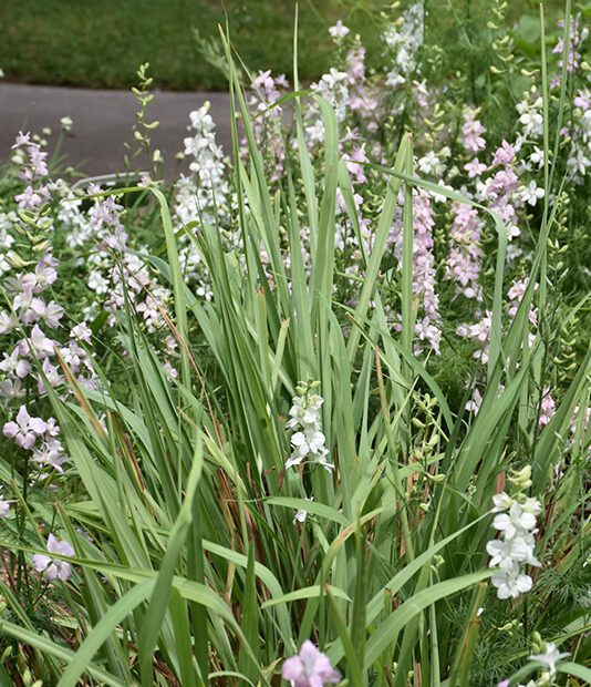 What Flowers to Plant with Lemongrass