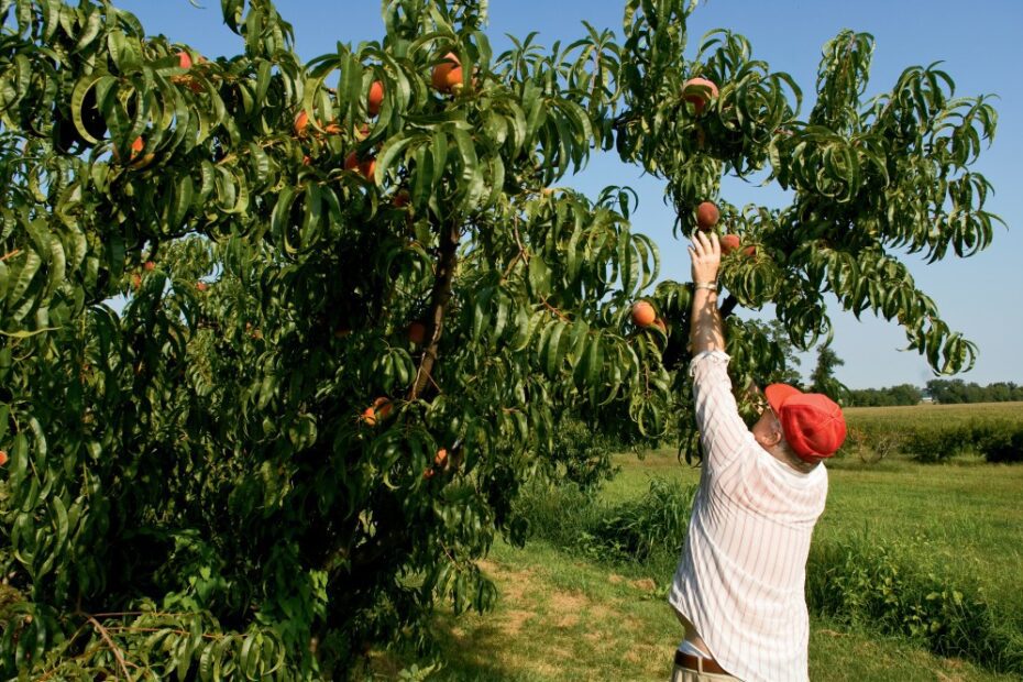 What Fruit Trees Grow in Illinois