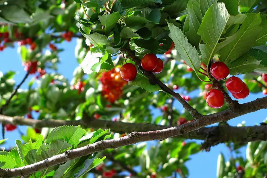 what fruit trees grow in virginia