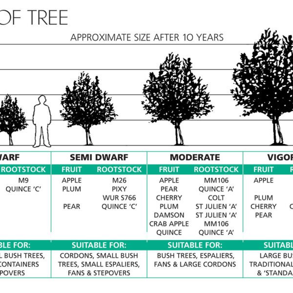 what fruit trees should not be planted together