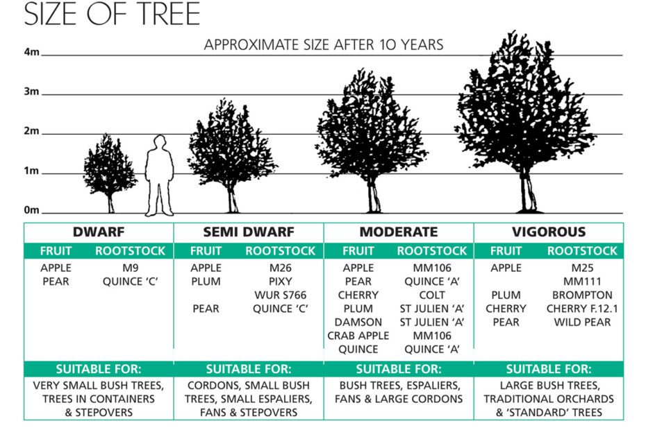 what fruit trees should not be planted together