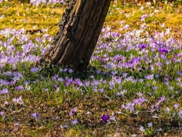 what grows beneath tall trees