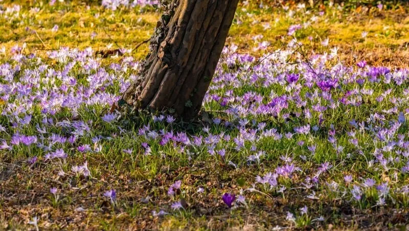 what grows beneath taller trees