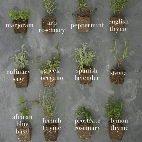 what herbs can be planted with thyme