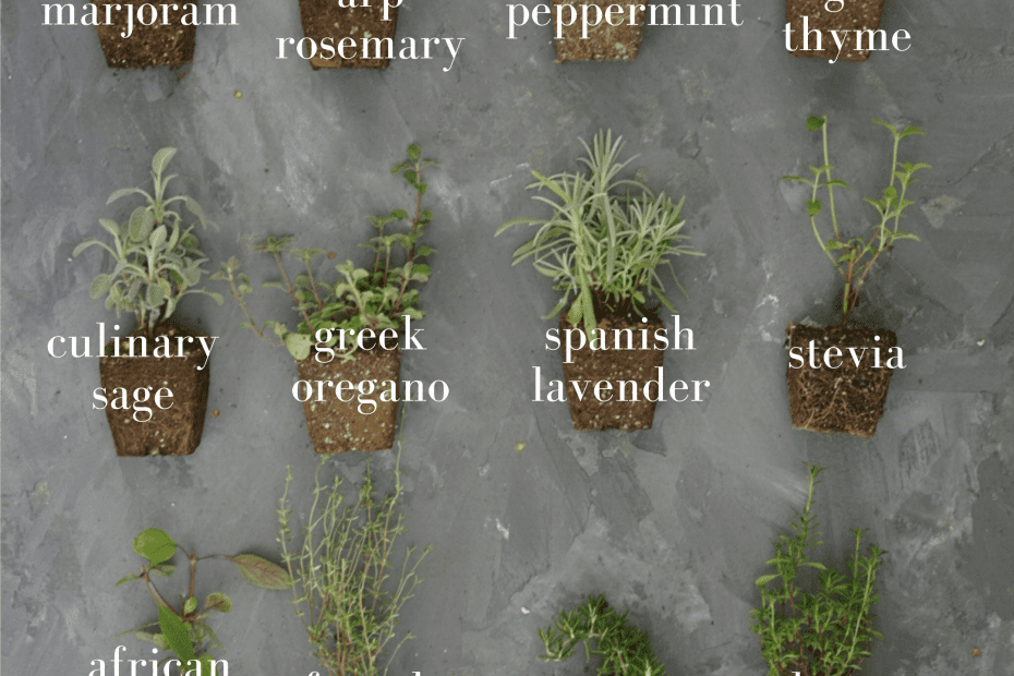 what herbs can be planted with thyme