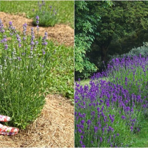 what herbs to plant with lavender