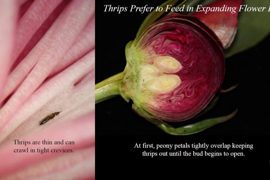 what insect protects peonies from damaging pests