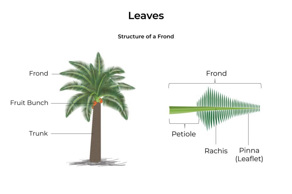 What is a Frond on a Palm Tree