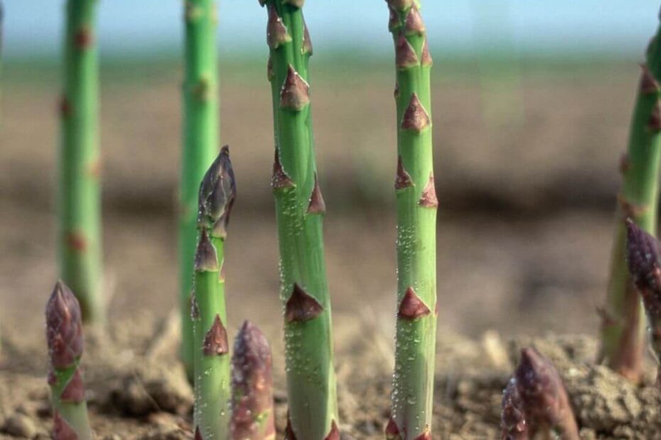 What is a Good Companion Plant for Asparagus