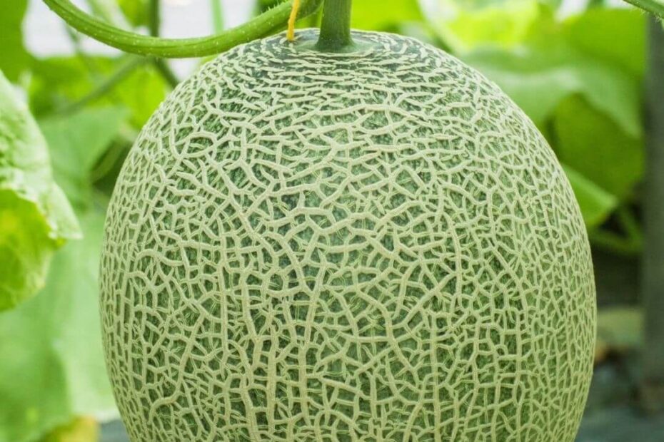 What is a Good Companion Plant for Cantaloupe