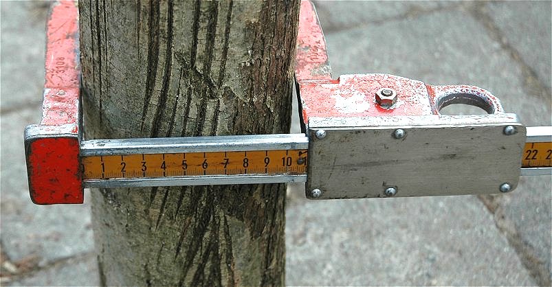 What is a Tree Caliper