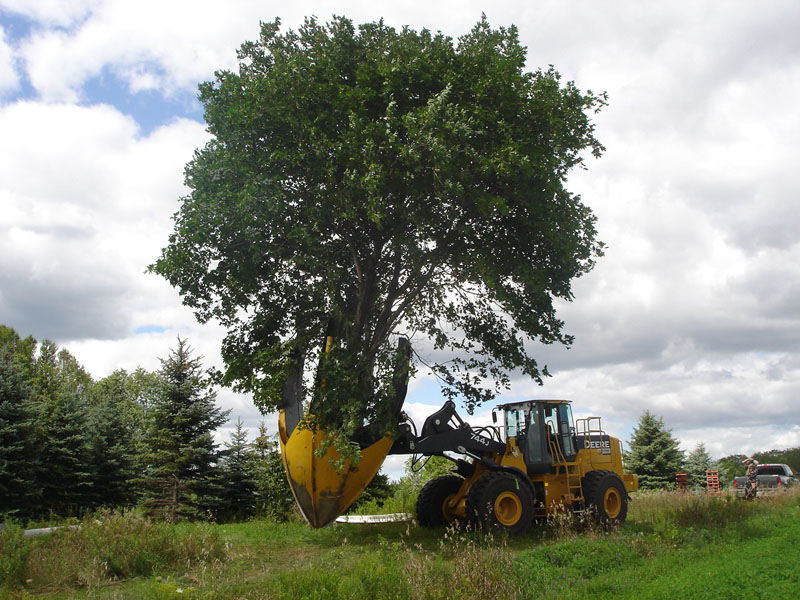 What is a Tree Spade