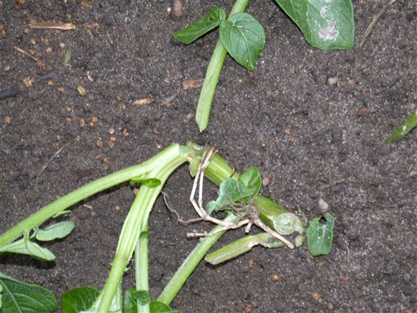 What is Eating My Tomato Plant Stems