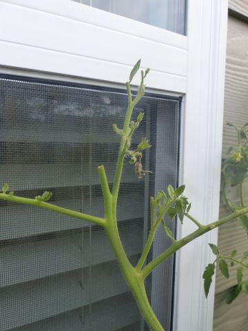 what is eating the tops of my tomato plants