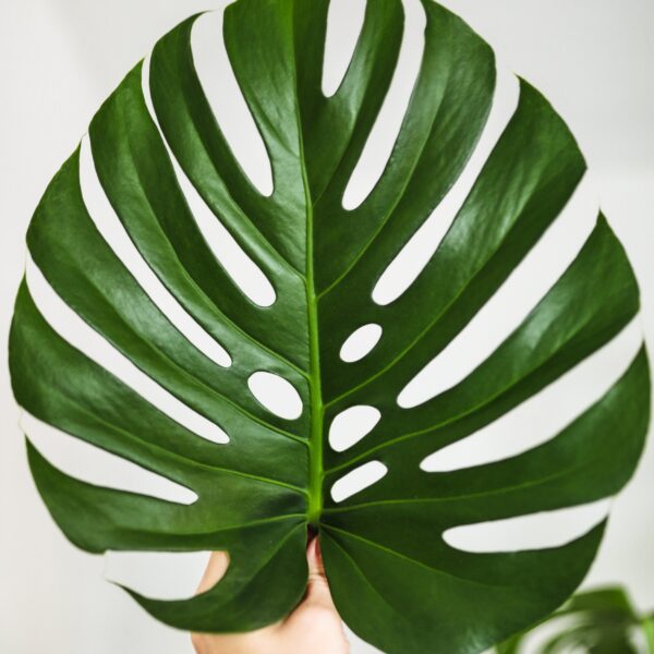what is fenestration in plants scaled