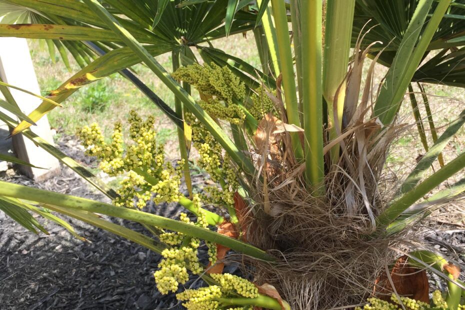 What is Growing Out of My Palm Tree