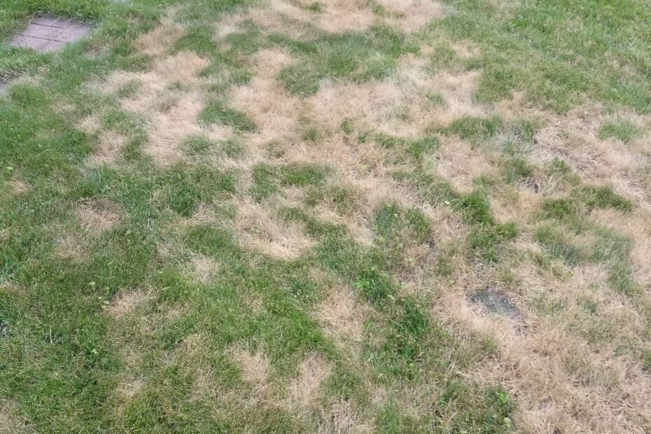 what is killing my lawn